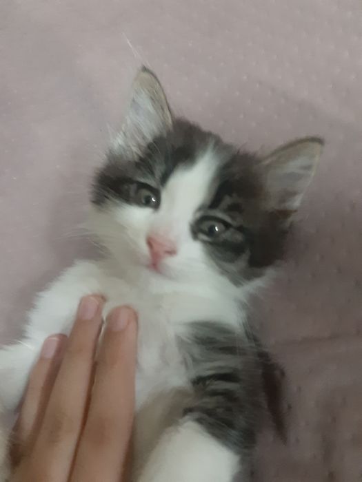 Котята без пароды