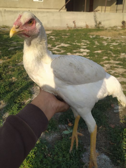 Куланги оппок макиён сотилади