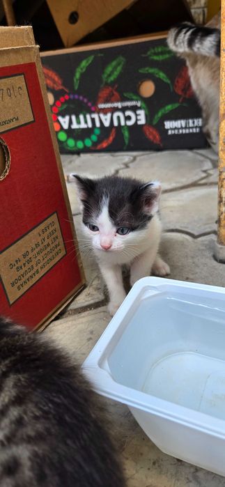 Отдам котят в добрые руки