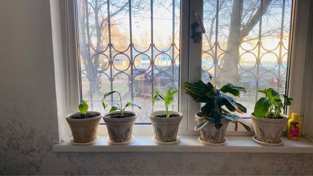 Цветы в ассортименте , есть еще горшки