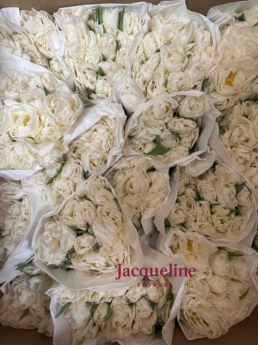 Премиальные тюльпаны оптом