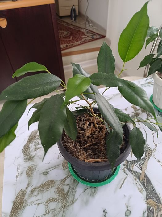 Цветы домашние  разные