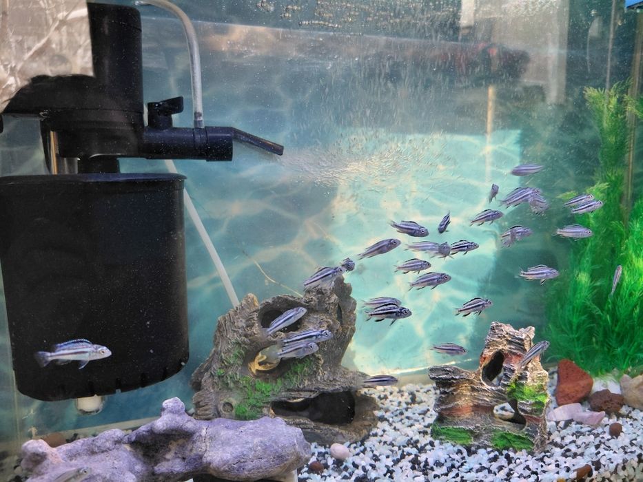 Продам мальков майнгано