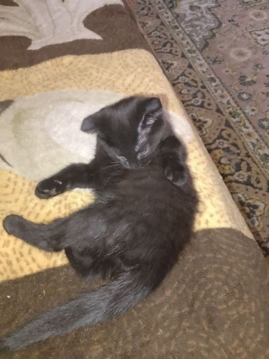 Отдам котенка в добрые руки