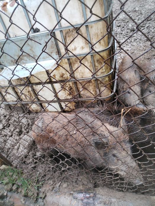 Диви прасета ,от диви родители,50 кг.