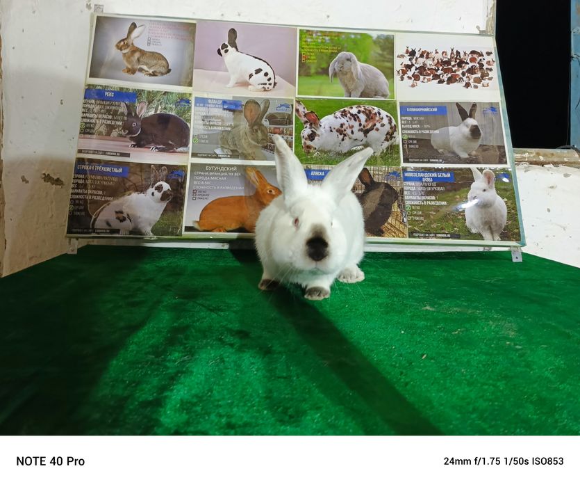 Калифорния зоти қуёнлари