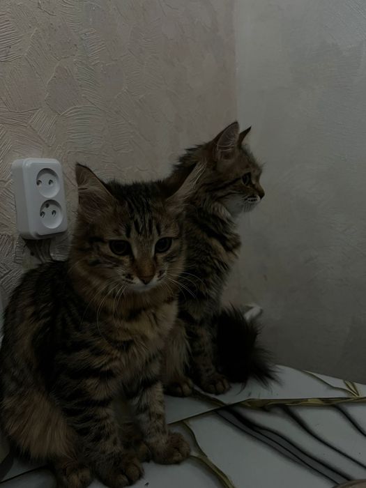 Отдам в добрые руки