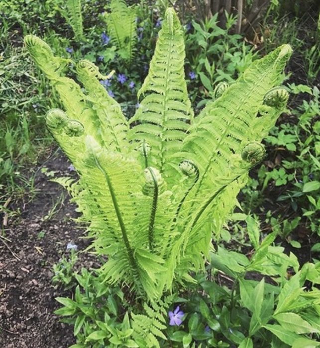 Папоротник   садовый.   Продам