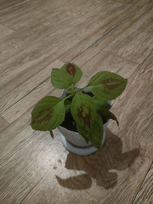 Продам комнатные цветы