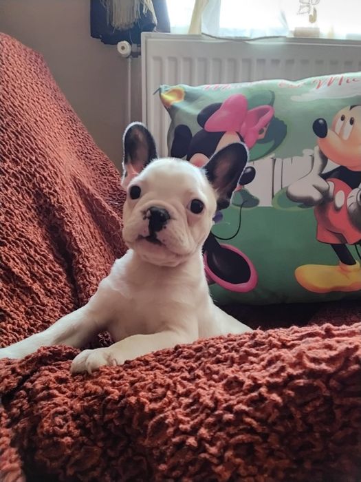 Buldog francez mascul
