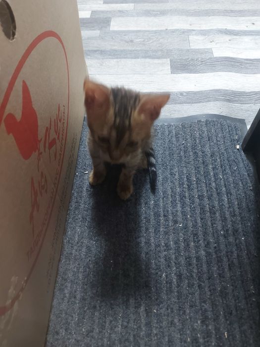 Котёнок бенгальский девочка