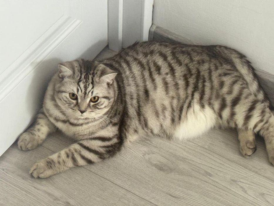 Отдам кота британский полушотланец кастрирован