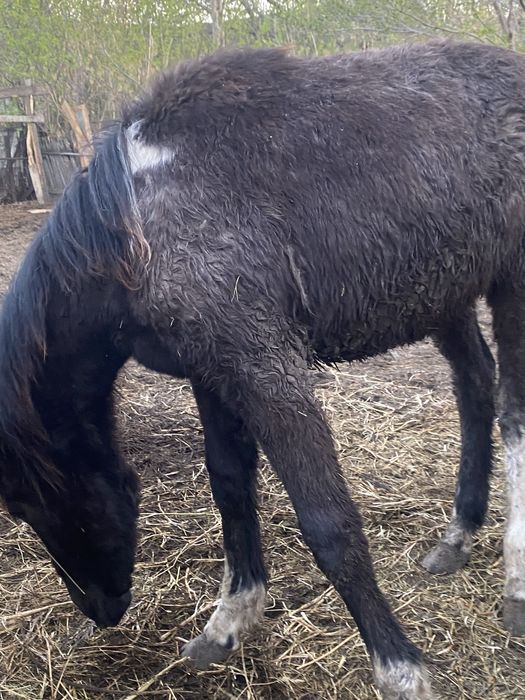 Кобылка активная