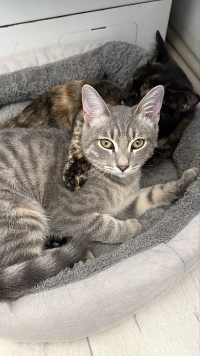 Котенок мальчик в семью