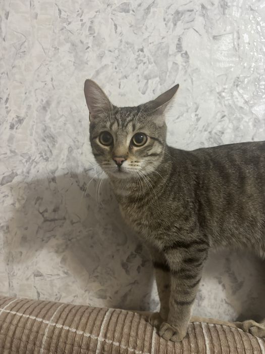 Красивый котик (мама бенгал) в добрые руки