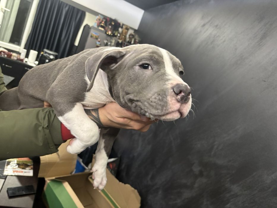 Американско Покет Були