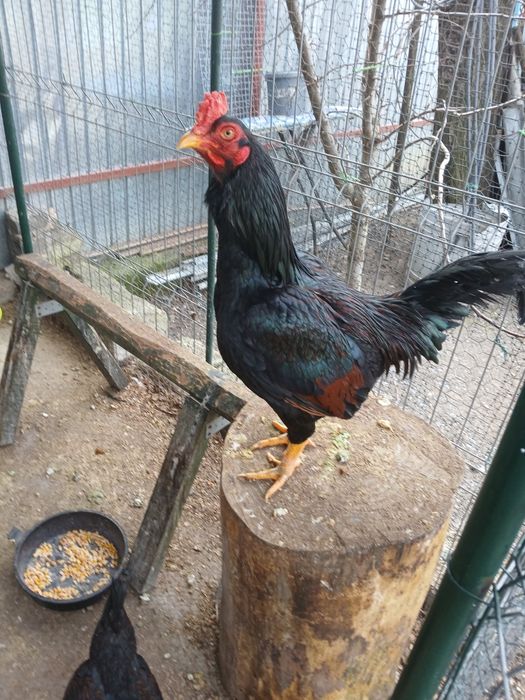 Combatant indian de vînzare