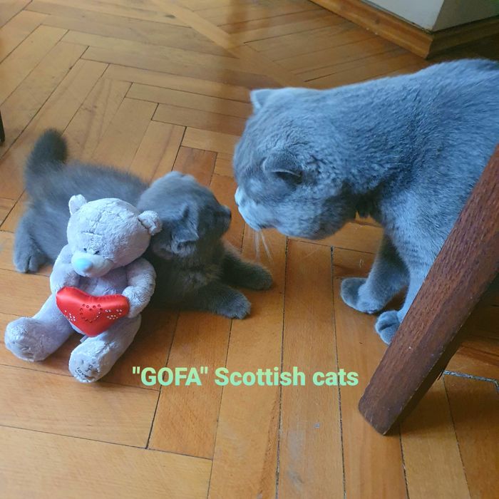 Плюшевый шотландский кот на вязку