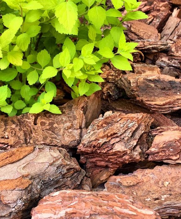 Мульча березовая кора