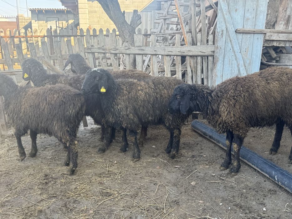 Ұрғашы токтылар сатылады.