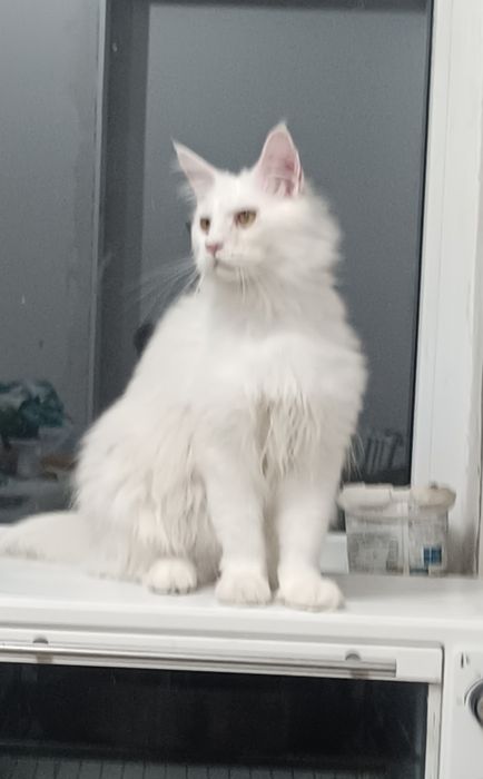 Продам котёнка Мейн Кун