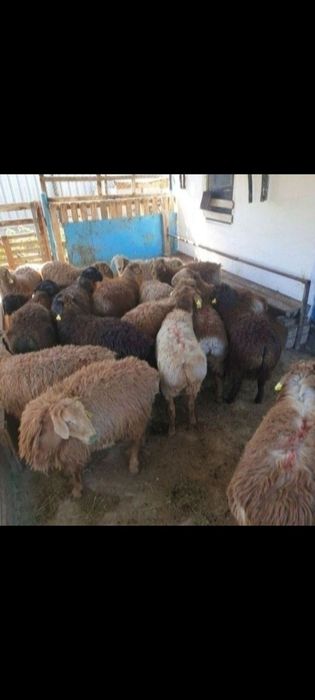 Кой сатамын семіз қазақи токты