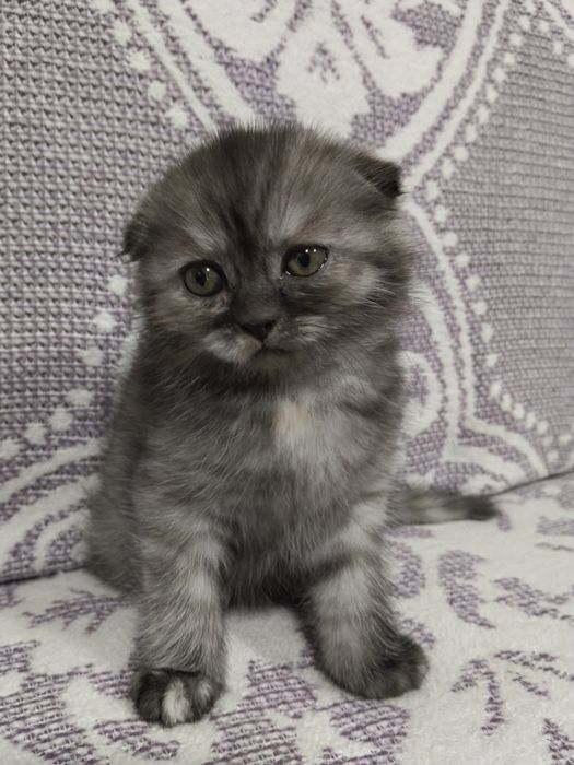 Pisicuța Scottish fold long hair