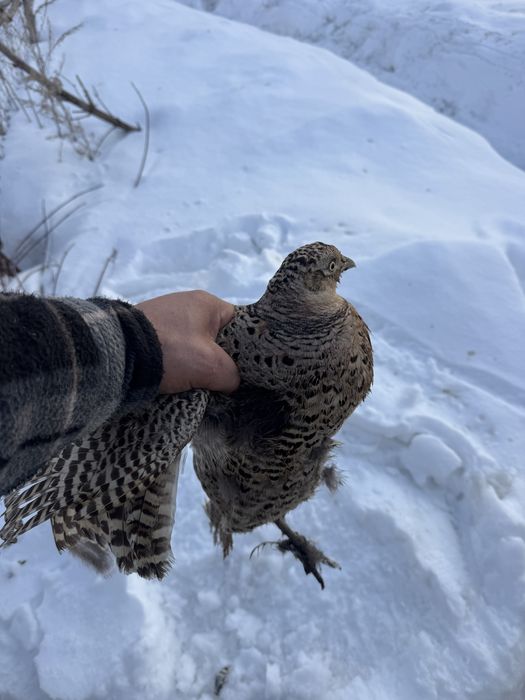 Продам фазанов 3 самки и 2 самца