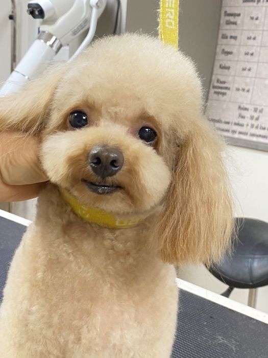 Чистокръвен ТОЙ пудел черен мъжки