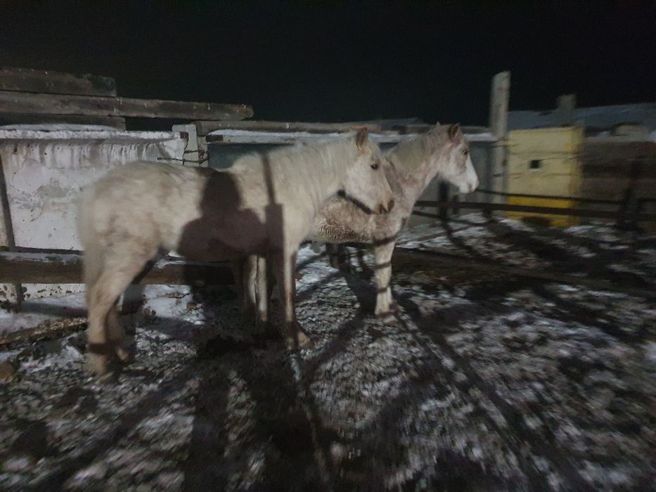 Продам 2 байтал с откорма