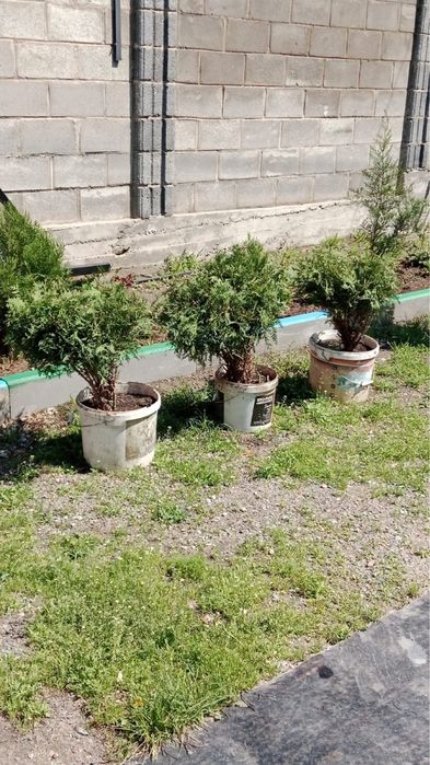 Декоративные кустарники туи