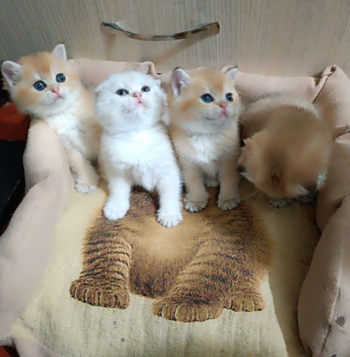 Продаются котята