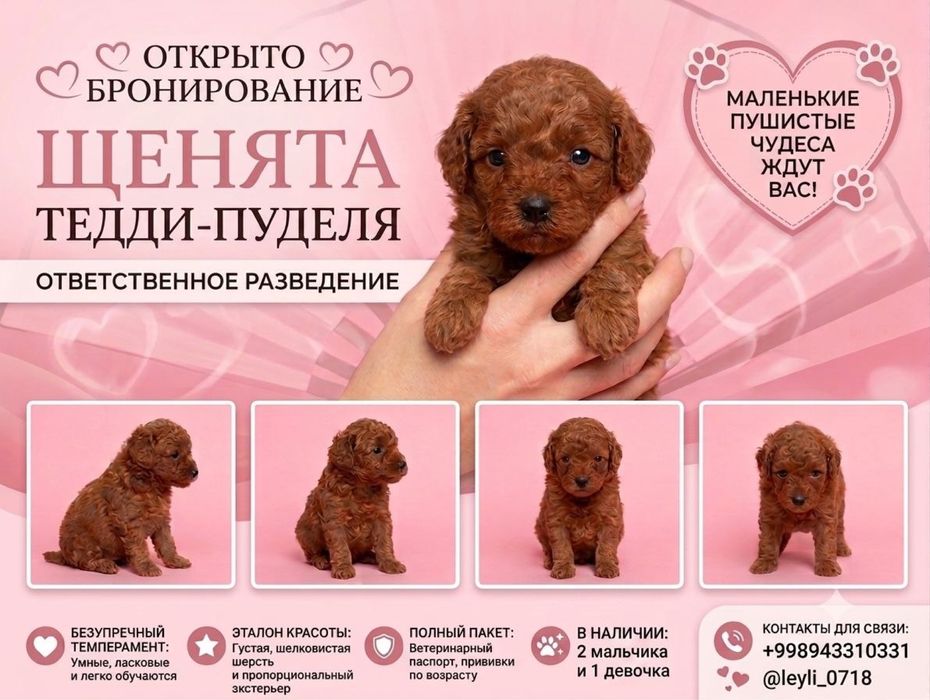 Продаются щенки Той пуделя