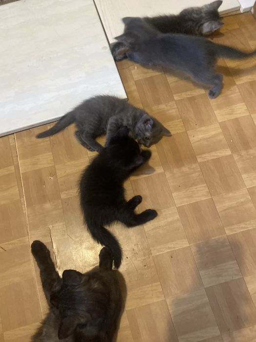 Отдам котят в добрые руки,