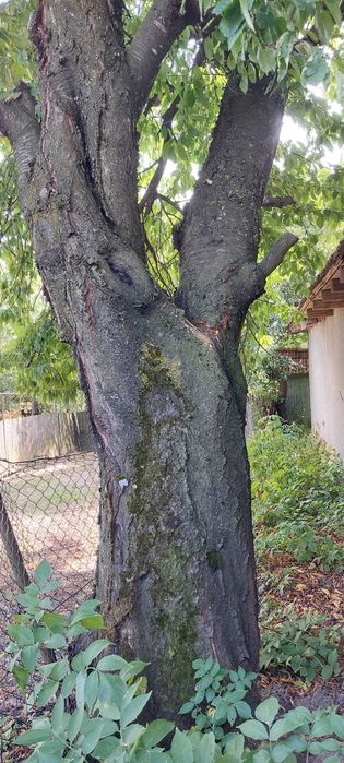 Cires batran pentru lemn
