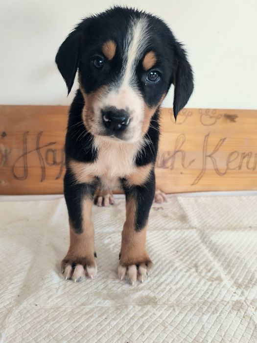 Vand Pui Greater Swiss Mountain Dog