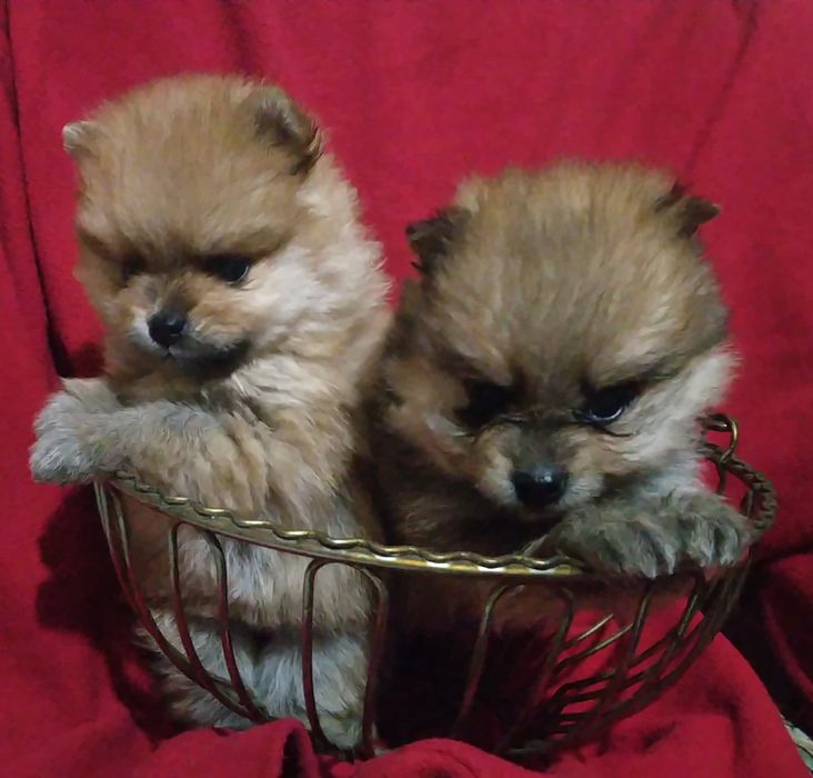 Померанский шпиц