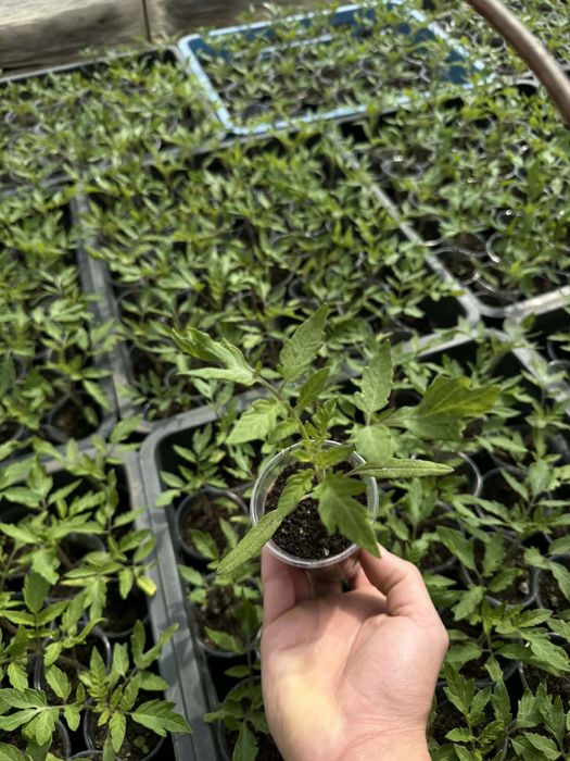 Разсад от производител