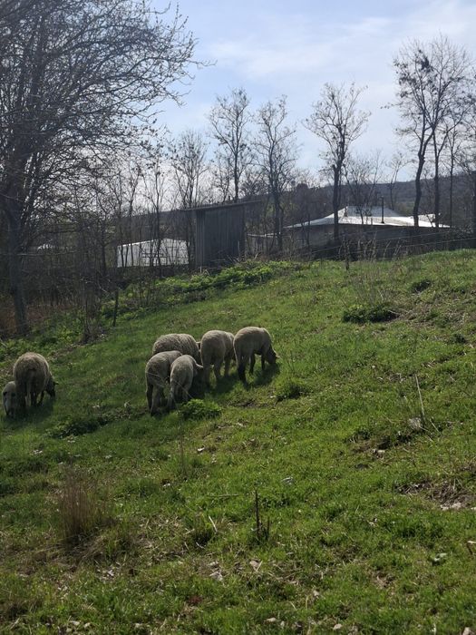 Vând miei pentru paște