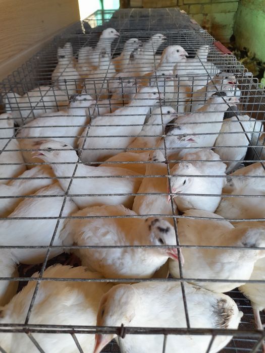 Oua prepelita Giganta polară , japoneza mare ,jumbo gold ,jumbo lav