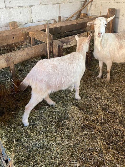 Vand capre foarte bune