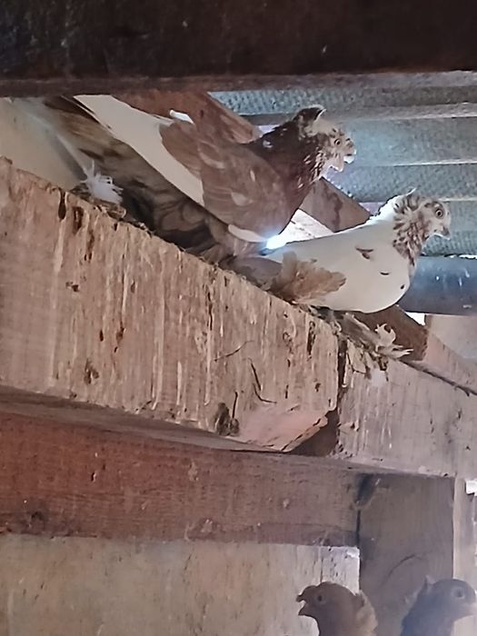 Продам голубей хорошие