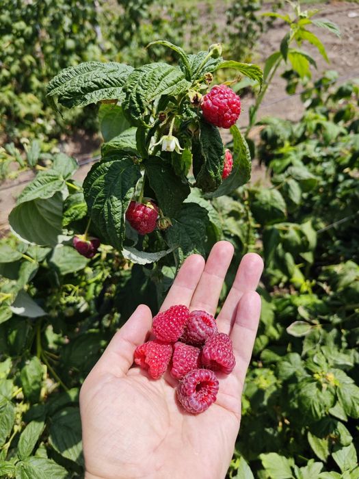 Саженцы малины маравилла