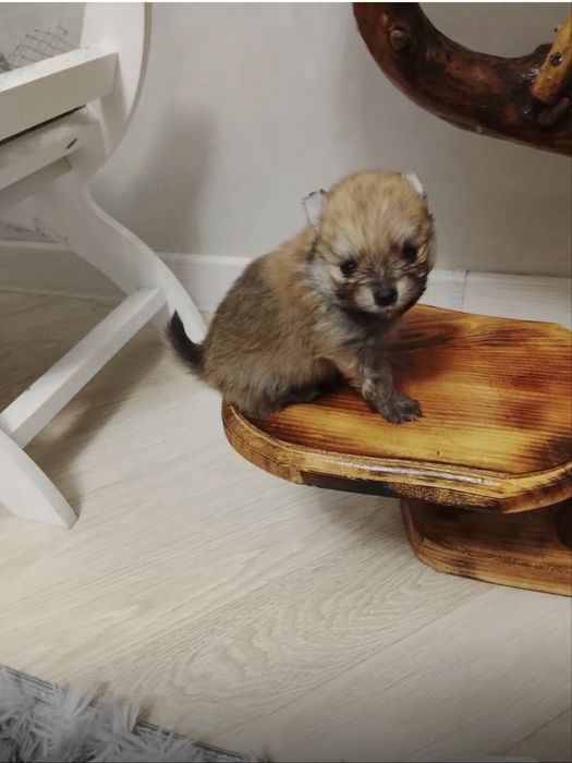 Продам 2 щенков малого немецкого шпица