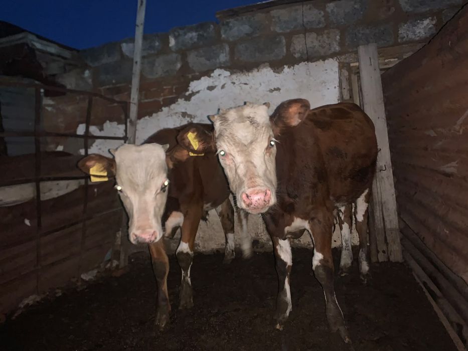 Продам Крс оптом и по отдельности