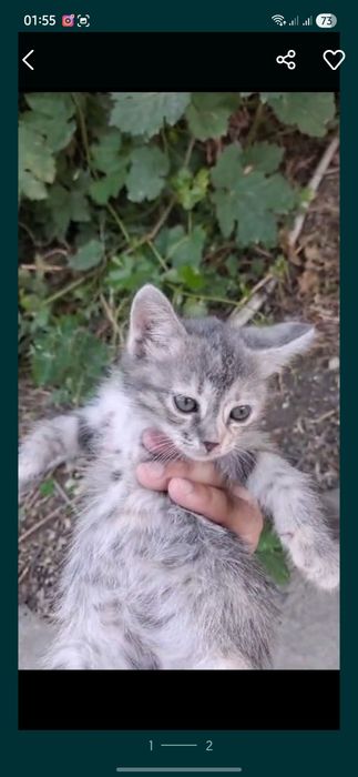 Раздаём котят - Желательно пишите Ватсап