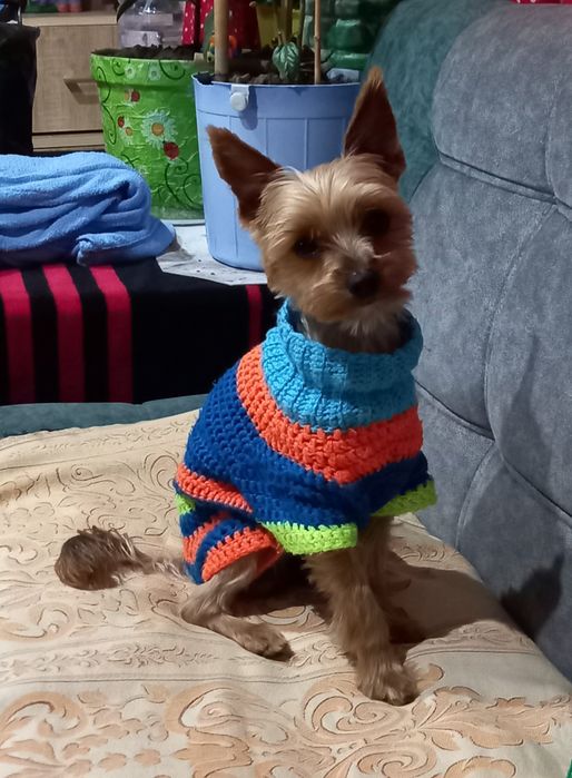 Передержка собак