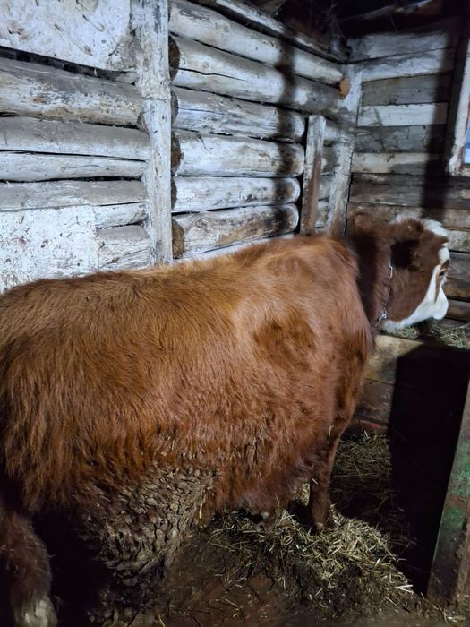 Продам крупно рогатый скот