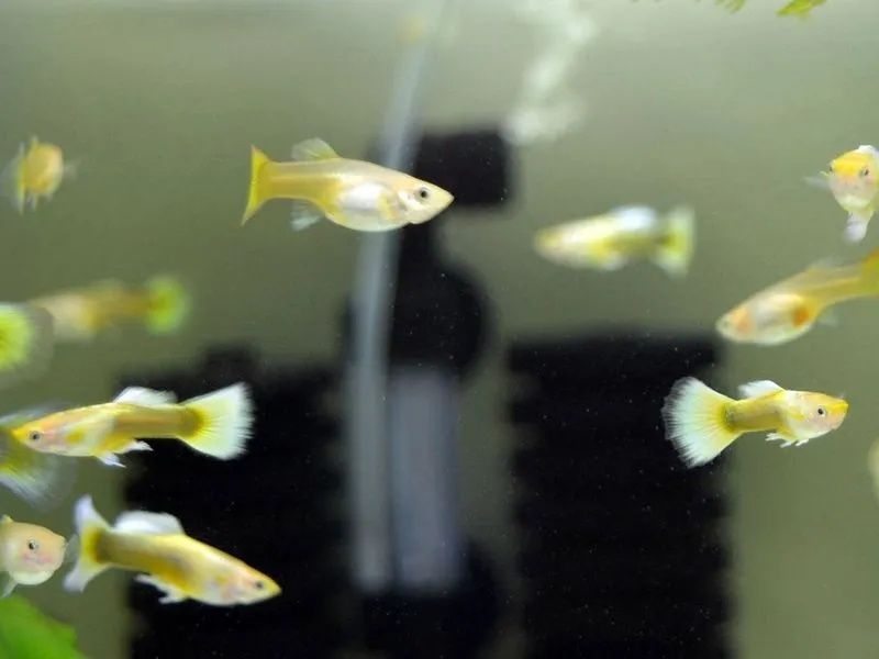 Guppy parodi chistaya liniya