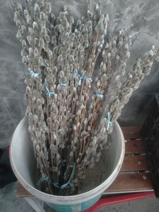 Верба в пучках и штучно